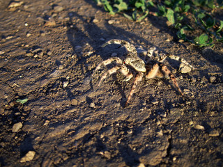 Tarantula in the steppe. A large spider on the ground.