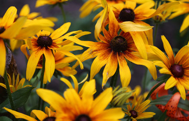 Beautiful yellow flowers