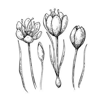 Saffron flower vector drawing. Hand drawn herb and food spice.