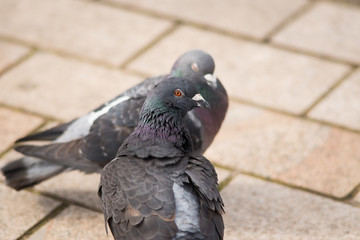 pair of grey pigeons with one looking back as if to ignore the other one