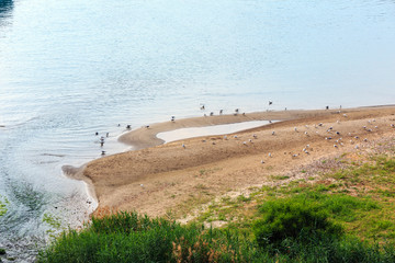 Seagulls on sea beach