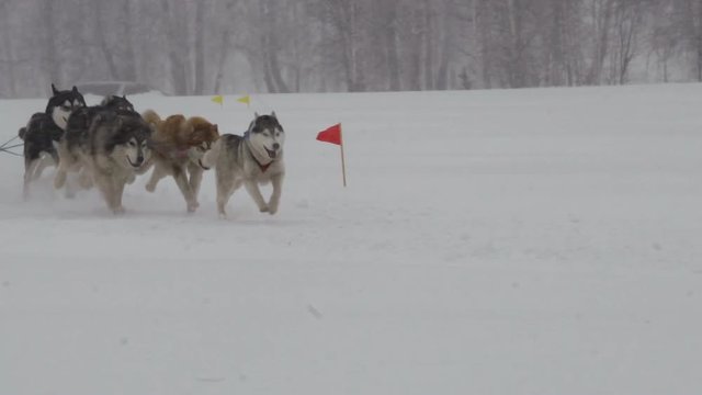 Husky Riders Dog-Driver Bilder – Durchsuchen 28 Archivfotos, Vektorgrafiken und ...