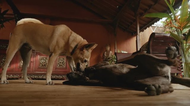 A dominant dog grooming another canine in a submissive pose