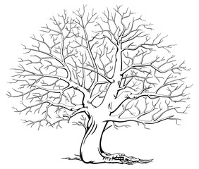 Monochrome tree without leaves. Dry wood. Black and white.