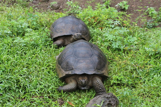 Riesenschildkr&ouml;te-Galapagos