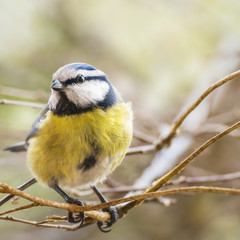 Blaumeise im Frühling