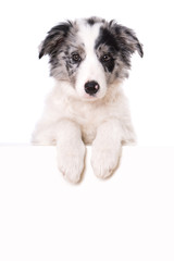 Border Collie Welpe sieht über eine Wand