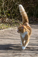 Fototapeta premium Domestic ginger cat defensive walking in sunshine with a puffed up tail