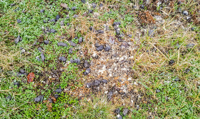 Long-eared owl pellet under nest - undigested food of predatory bird,  Asio otus. 