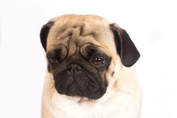 The pug dog sits and looks with sad big eyes.
