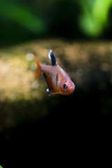 Obraz premium Tetra blooms in detail.