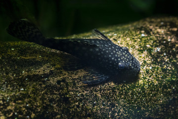 Cleansing aquarium sprinkled fish on a ceramic strain.