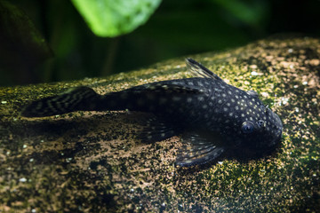 Cleansing aquarium sprinkled fish on a ceramic strain.