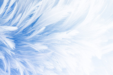 Blue and white feathers texture background