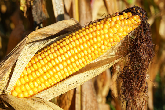 Corncob, Zea Mays