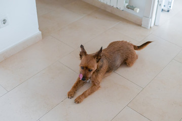 Photograph of a small dog a thousand milks at home.