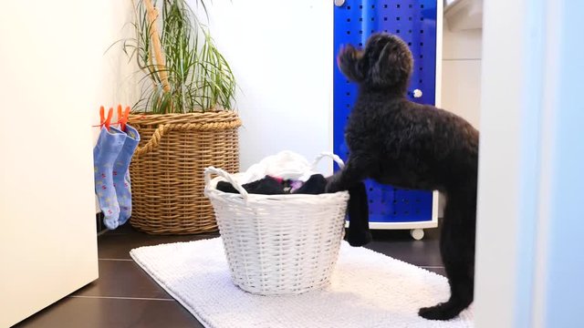 Funny Dog Throws Laundry In The Laundry Basket