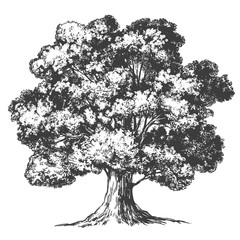 Obraz premium Drzewo ręcznie rysowane wektor ilustracja realistyczny szkic