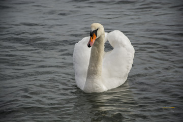 White swan in the foggy lake at the dawn. Morning lights.
