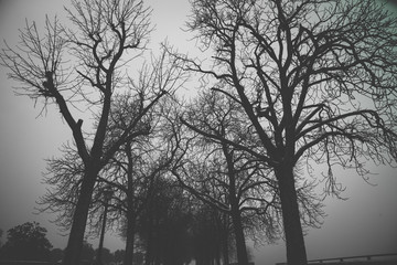 Creepy branches in a park in a winter day