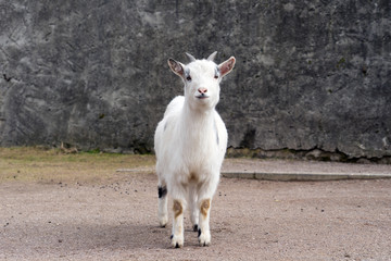 Fototapeta premium Ziege / Ziege in einem Tierpark