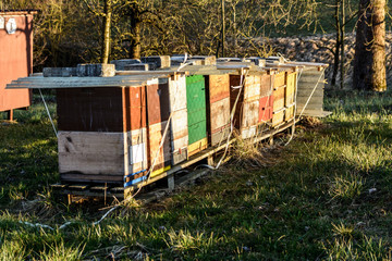 bee hives in the evening sun