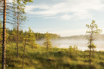 Misty pond landscape