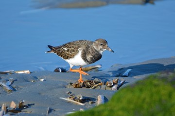 turnstone