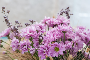 pink chrysanthemums with dry yellow ears of wheat