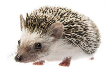 Four-toed Hedgehog (African pygmy hedgehog) - Atelerix albiventris
