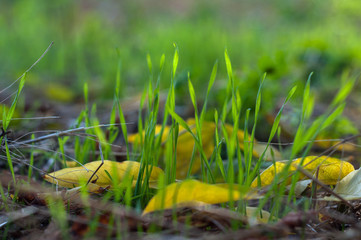sprouted young green spring grass