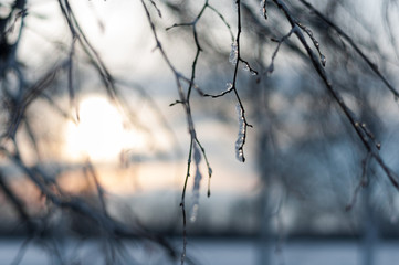 The icy branches of a tree against the setting sun