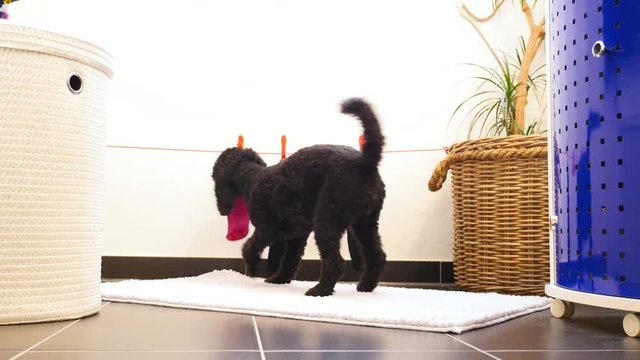 Funny little dog (Poodle) takes laundry from the clothes line