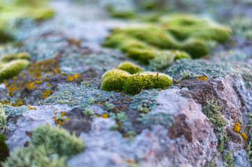 Green moss and lichen on granite stones