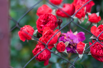 Small buds of red roses behind a metal grid