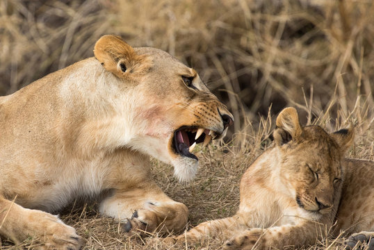 Lioness with cub in Serengeti National Park