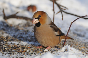 The hawfinch sits on the snow with scattered seeds (bending head, morning sun reflects in eyes).