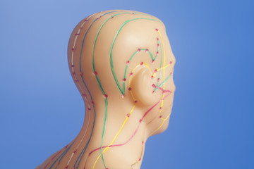 Medical acupuncture model of human head