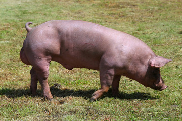 Photo of a beautiful clean domestic pig