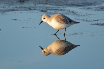 sanderling
