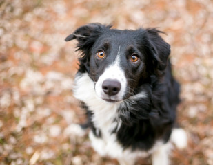 A Border Collie dog outdoors surrounded by autumn leaves