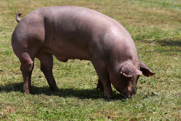 Pig graze alone the summer pasture