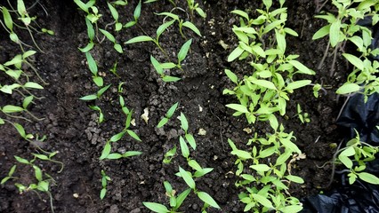 Small sprouts of tomatoes growing in a greenhouse in the black soil.
