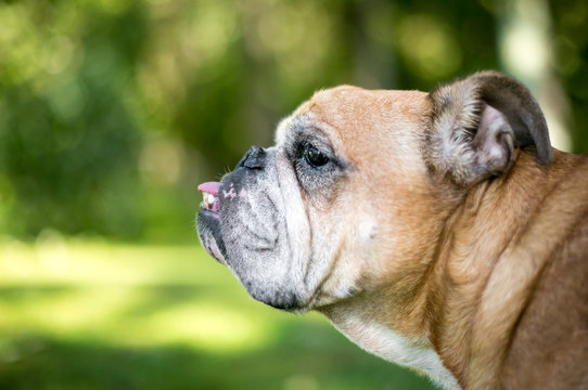 Profile of an English Bulldog with an underbite