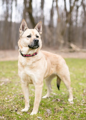 A German Shepherd mixed breed dog outdoors