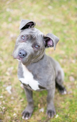 A Cane Corso mixed breed puppy sitting in the grass