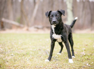 A Retriever mixed breed puppy outdoors