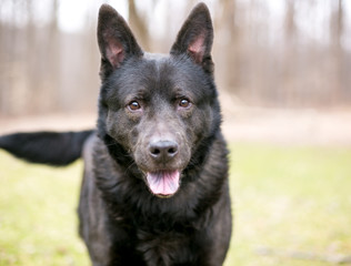 A black German Shepherd mixed breed dog outdoors