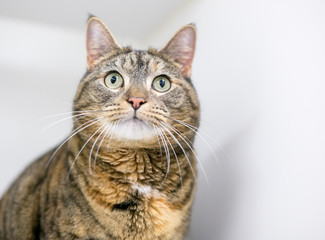 Portrait of a domestic shorthair tabby cat