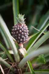 Pineapple tree in Florida
